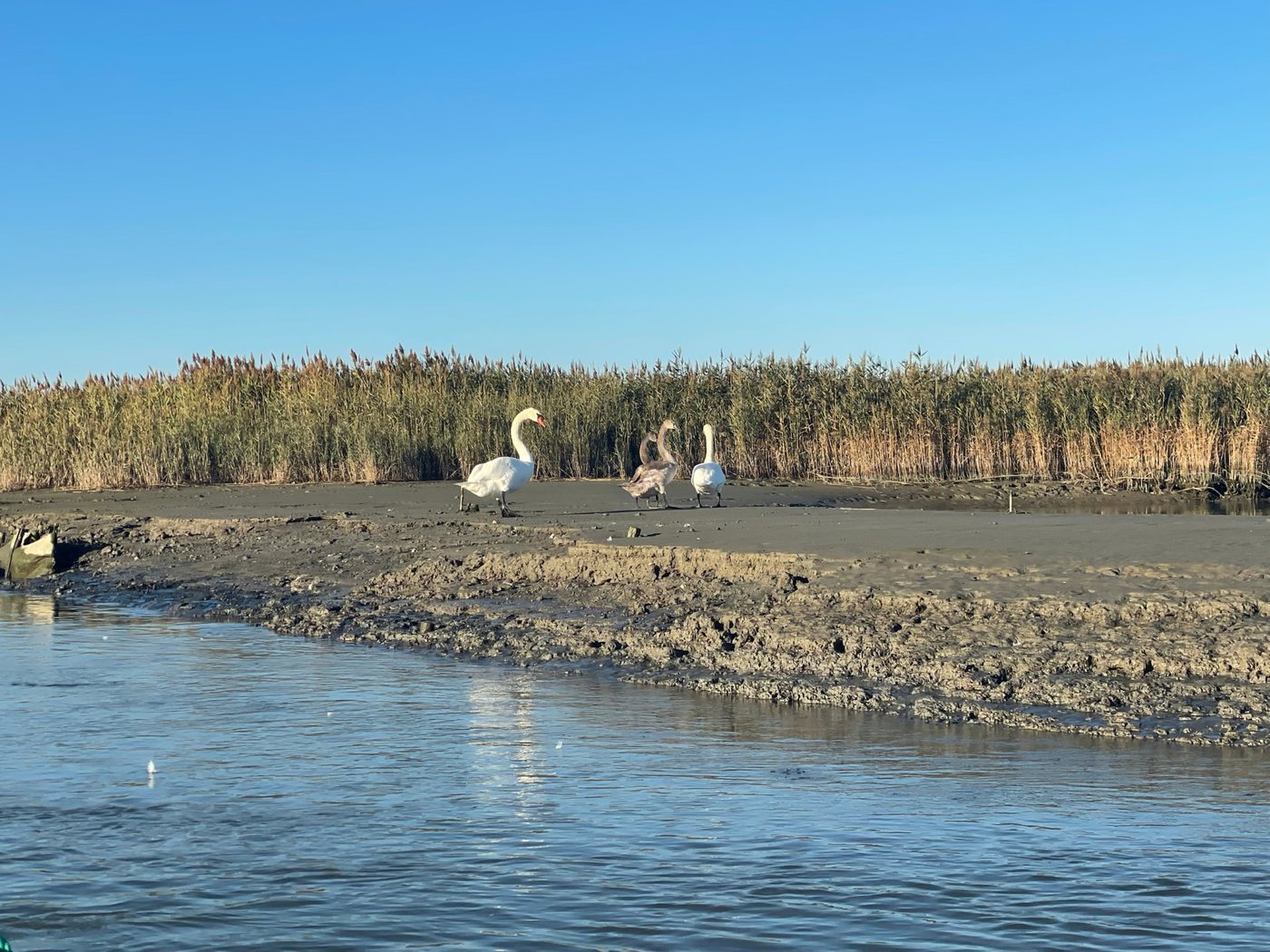 Cigni selvatici su un banco di fango e sabbia lungo i canali del Delta del Po